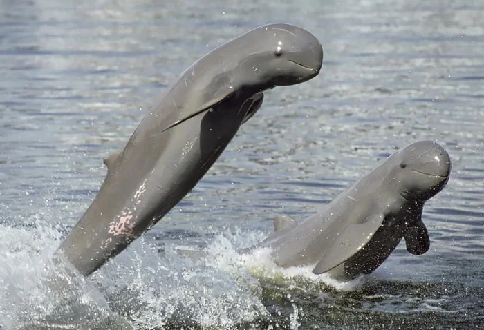Иравади — помощник рыбака и жертва промысла