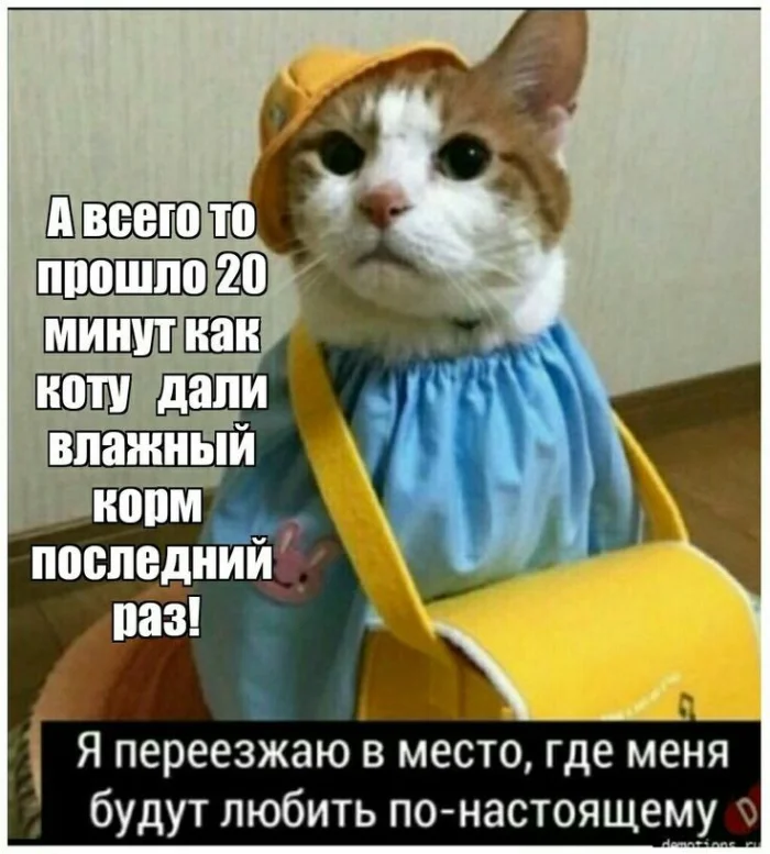 Котомемы