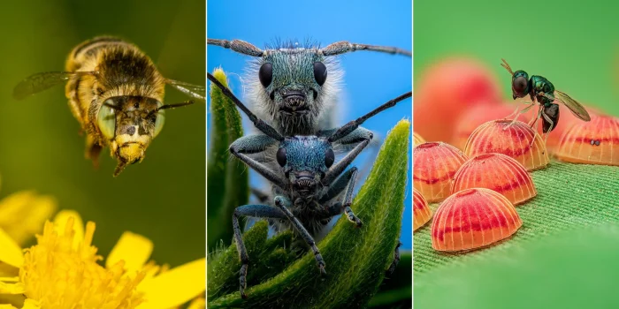 Мир крупным планом: 14 лучших макрофото насекомых 2025