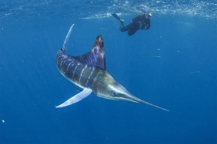 Ocean Art 2025: главные результаты