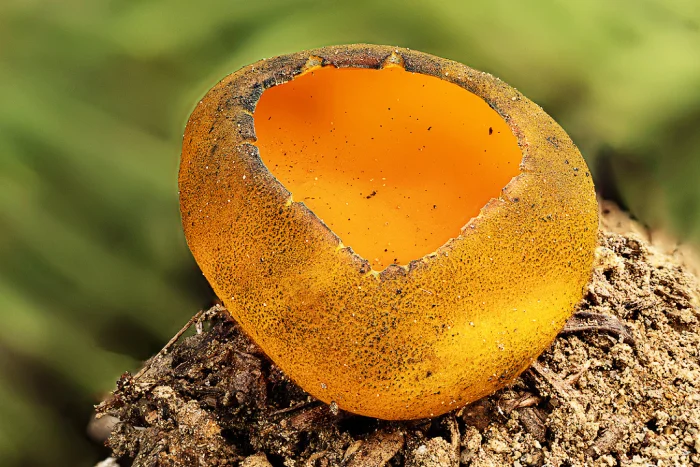 Оранжевый киллер хвойных лесов: тайная жизнь калосцифы блестящей