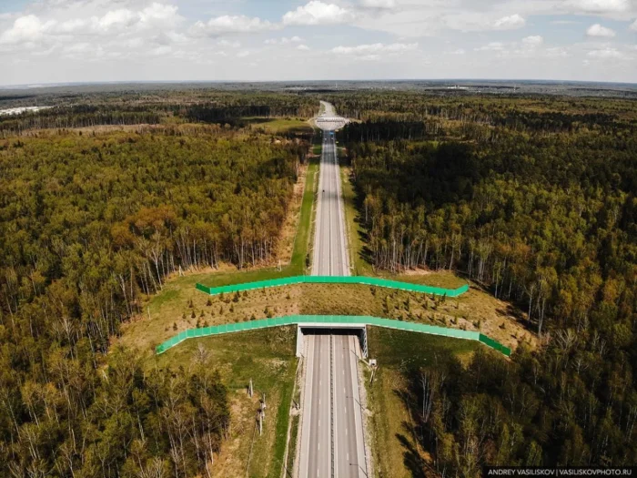 🌿 Пешеходные переходы для зверей — как Россия соединяет леса