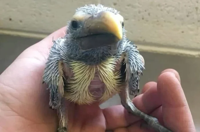 Пять самых необычных птенцов на планете