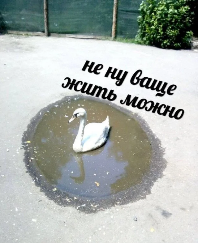 Подборка забавных мемов