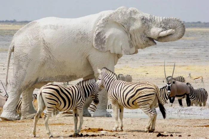 Призраки-слоны: белые, загадочные и крайне редкие