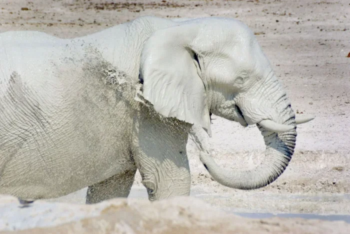 Призраки-слоны: белые, загадочные и крайне редкие