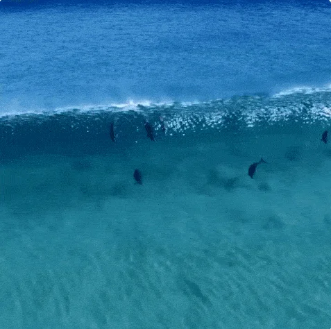 Разнообразные гифки для хорошего настроения