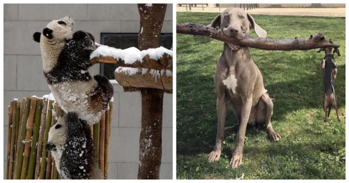 Шок-контент: животные демонстрируют командную работу лучше, чем люди