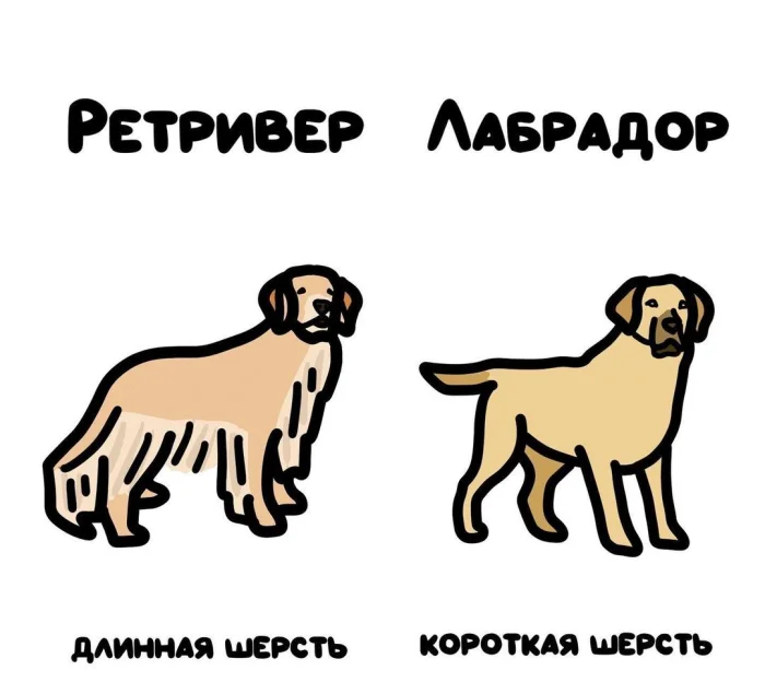 Слова, которые часто путают: в чём разница #26