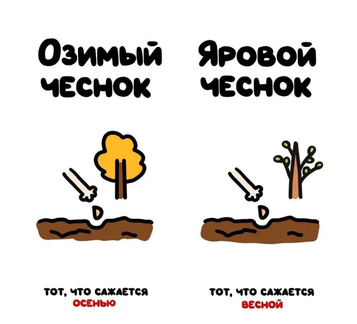 Слова, которые часто путают: в чём разница #8