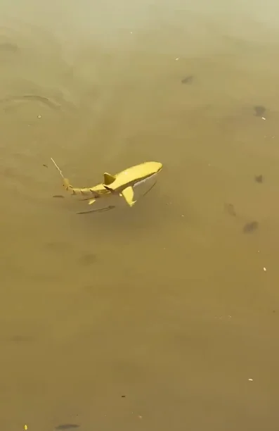 Страшная акула