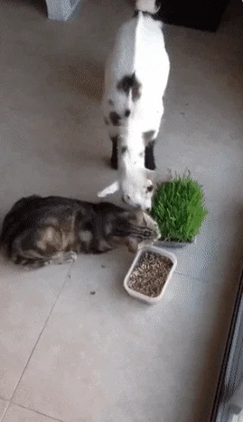 Свежая порция гифок