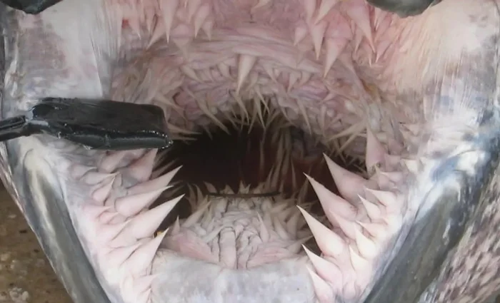 Такая необычная природа