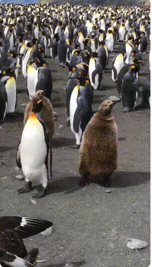 Такие разные гифки