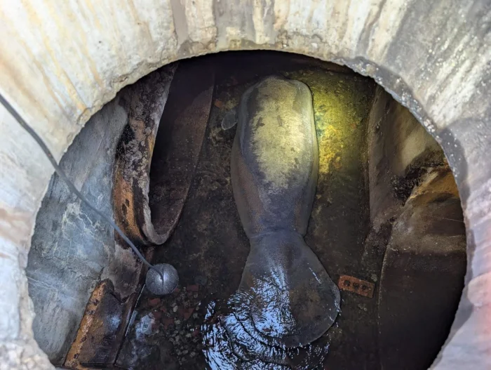 В США в канализации нашли ламантина весом 186 килограммов