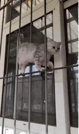 Забавные гифки для настроения