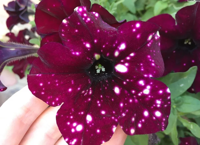 25 фото, доказывающих математическую гармонию природы