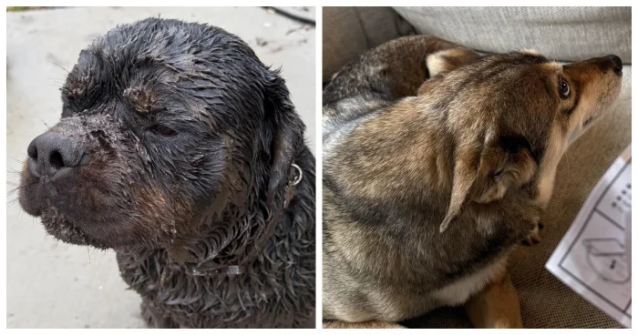 25 фотороботов милых нарушителей домашнего порядка