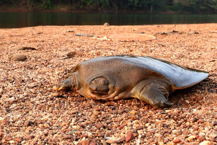 Черепаха без панциря: когда нападение — лучшая защита