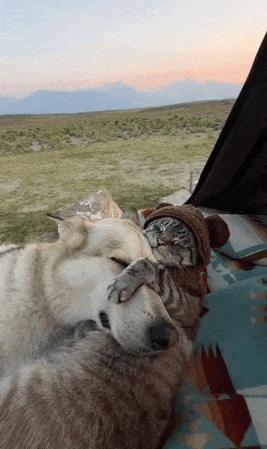 Гифки на любой вкус и случай жизни