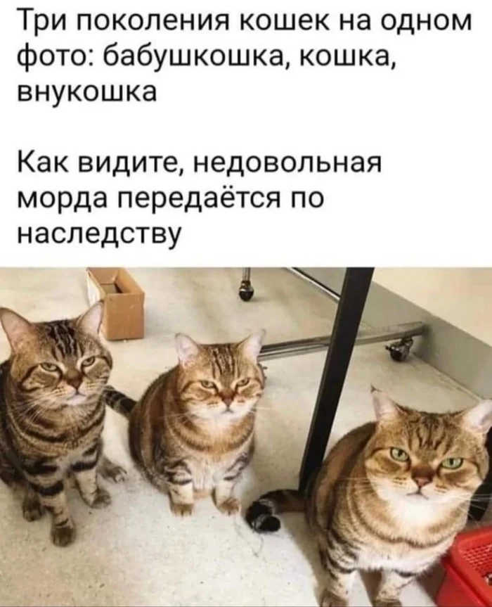 Интернет и его чувство юмора