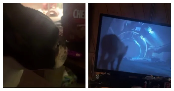 Как питомцы реагируют на Stray