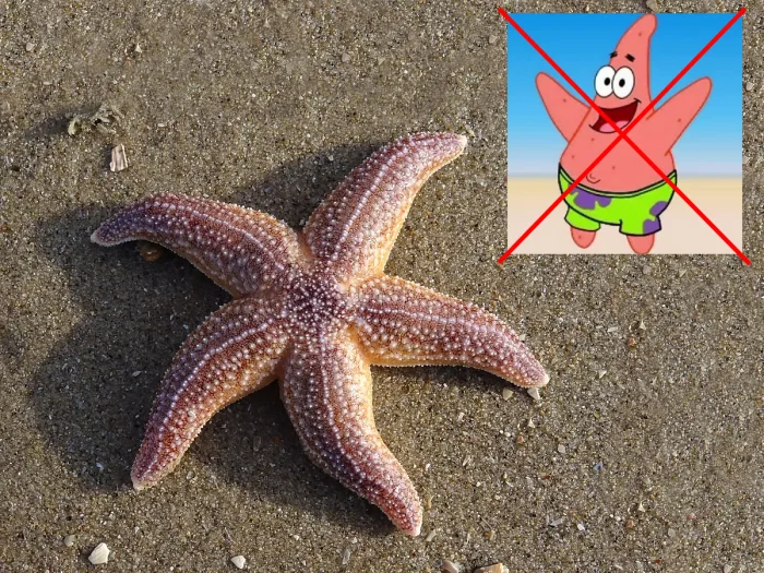 Как устроена морская звезда: где у неё голова