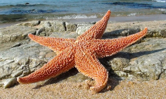 Как устроена морская звезда: где у неё голова