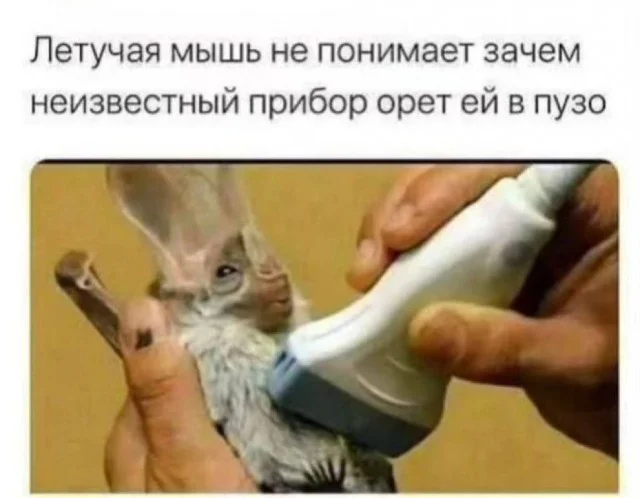 Мемы и картинки