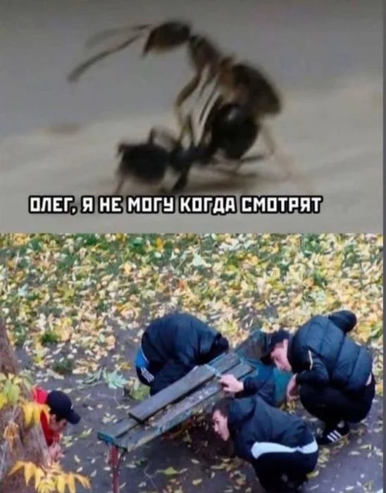 Мемы разной «свежести» и состояния