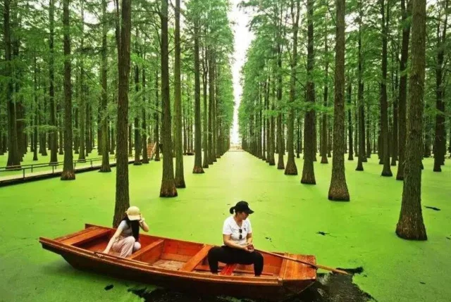 Плавучий лес в Ханчжоу: необычное чудо природы