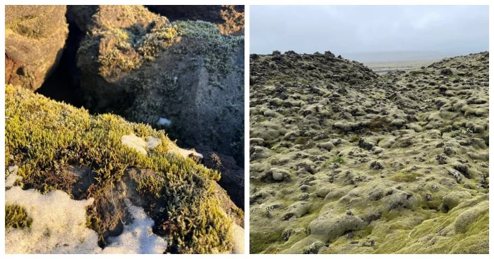 Природа всё скрывает: исландский мох и следы катастрофы