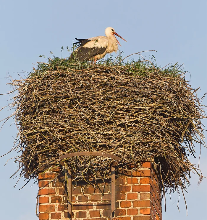 Разрушим популярные мифы о белом аисте