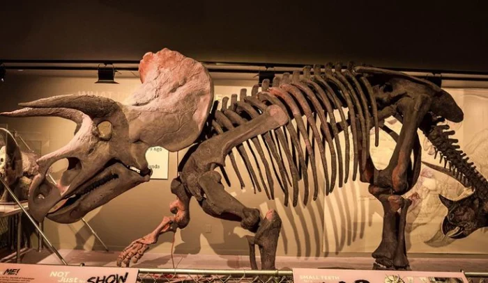 Реальные факты, которые похожи на безумную выдумку