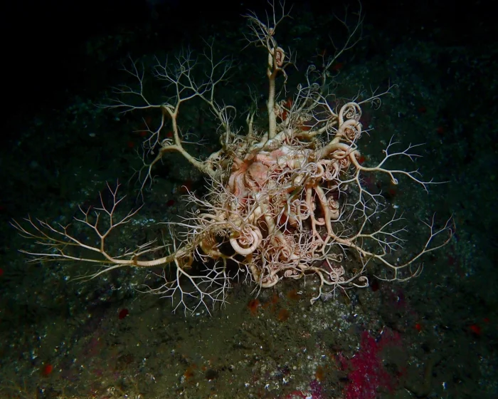 Редкие и впечатляющие фотографии дикой природы