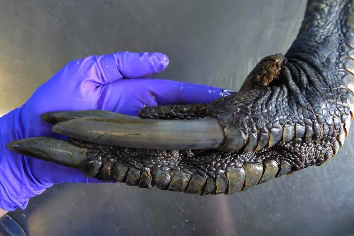 Шлемоносный казуар