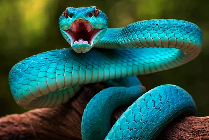 Синяя змея: редкая и загадочная рептилия