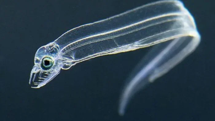 Таинственные угри: 2000 лет без наблюдений и невозможность разведения на фермах