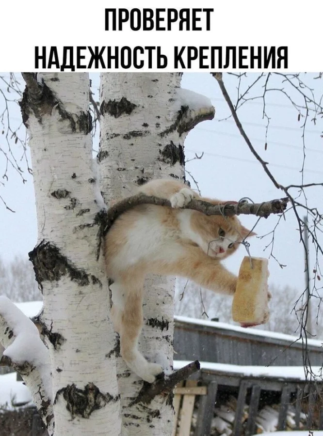 Весёлые мемы и смешные картинки