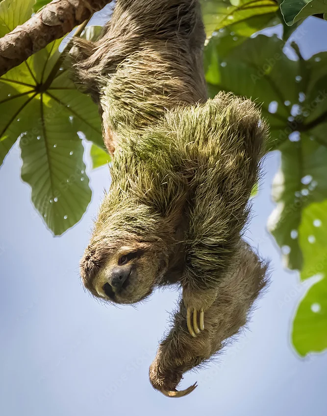 Заглянем внутрь удивительного мира ленивца