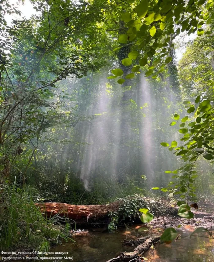 🌿 Где в России искать лианы?