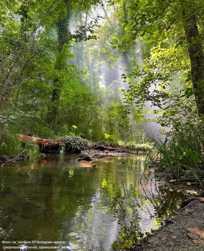 🌿 Где в России искать лианы?