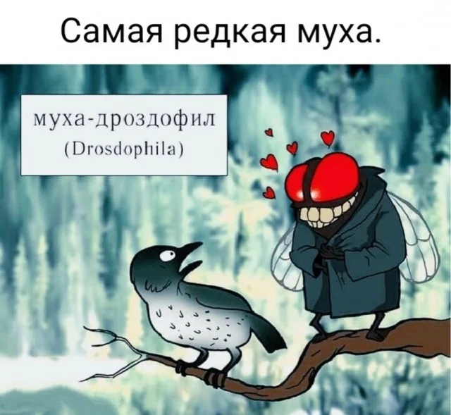 Картинки, мемы и немного безумия