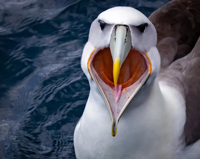 Подборка самых забавных фото с Nature Photography Contest