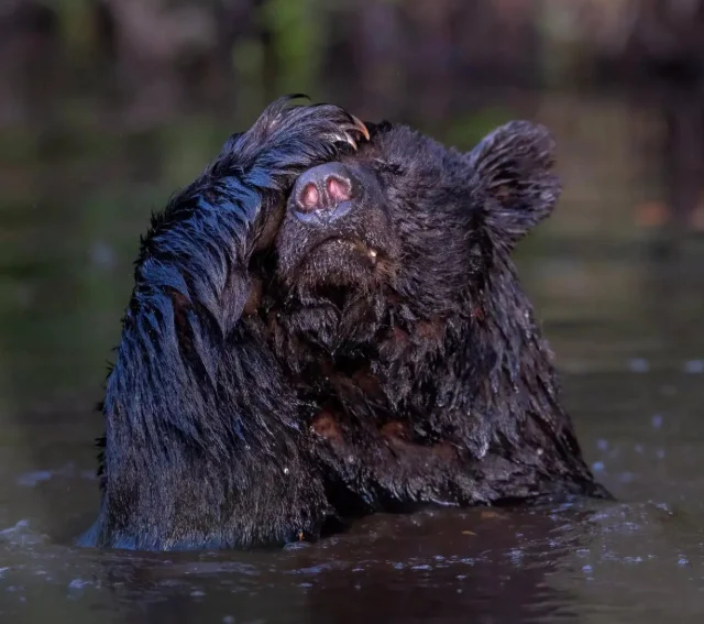 Подборка самых забавных фото с Nature Photography Contest