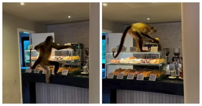 Пончики стали жертвой обезьяньего налёта
