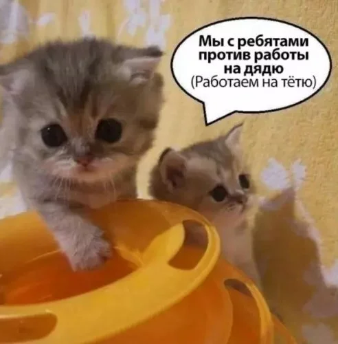 Порция смеха прямо в ленту
