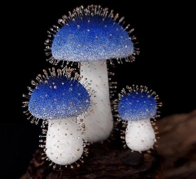 Учёные обнаружили в Тайване гриб-крошку высотой 1 мм