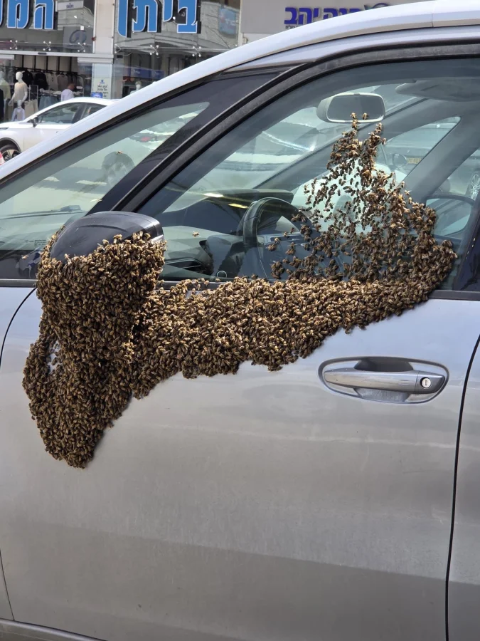 В Израиле пчелы атаковали торговый центр