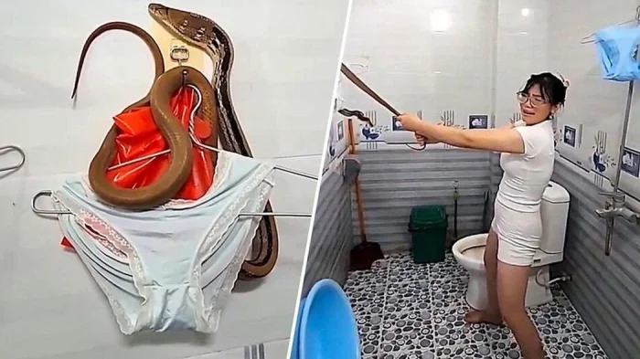 Во Вьетнаме змея пробралась в ванную и обвилась вокруг одежды